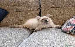Ragdoll cats for sale: Adorable ragdoll kittens  - Image 3