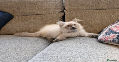 Ragdoll cats - Advert 10