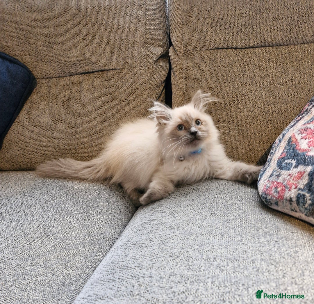 Ragdoll cats for sale: Adorable ragdoll kittens  - Image 3
