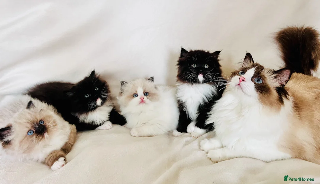 Ragdoll cats for sale: Four beautiful Ragdoll x Persian kittens available - Advert 1