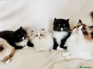 Ragdoll cats Four beautiful Ragdoll x Persian kittens available - Advert 1