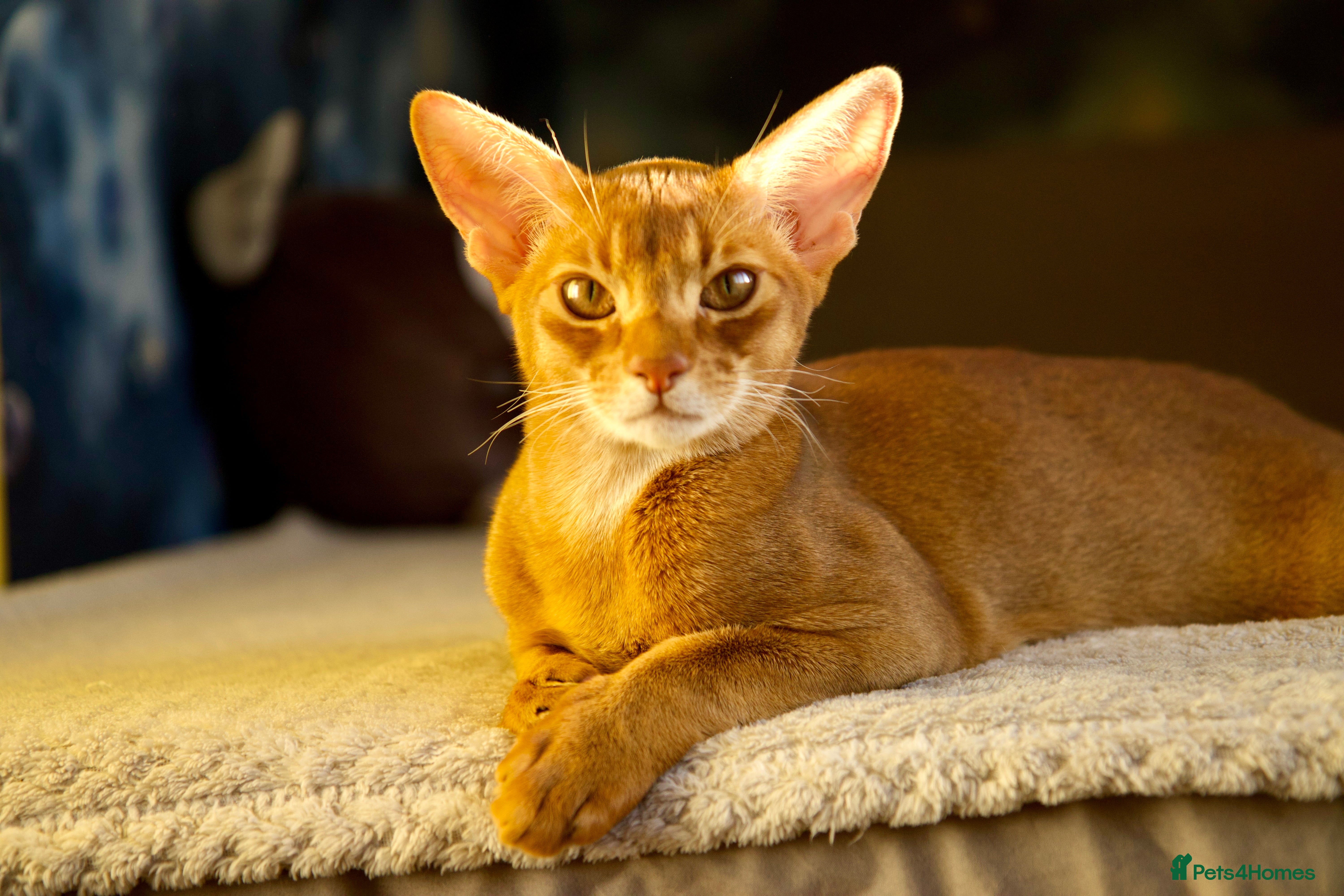 Abyssinian cats 1 sorrel Abyssinian Kitten left , Champion Line  - Advert 3