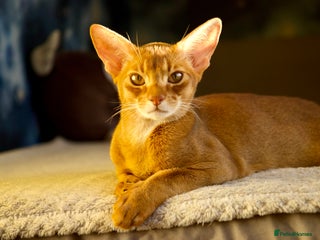 Abyssinian cats 1 sorrel Abyssinian Kitten left , Champion Line - Advert 3