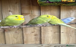 Budgerigars birds for sale: 10 week old budgies for sale.  - Image 5