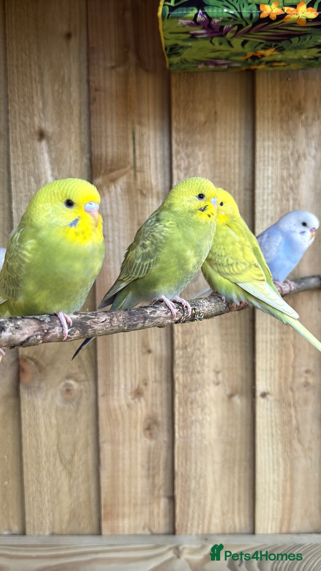 Budgerigars birds for sale: 10 week old budgies for sale.  - Image 5