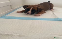 Boxer dogs for sale: Stunning Bob and long tail litter - Image 19
