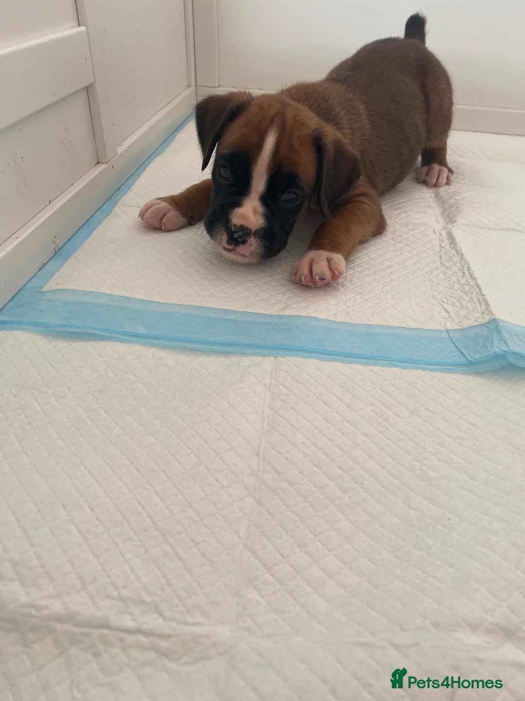 Boxer dogs for sale: Stunning Bob and long tail litter - Image 19