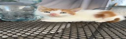 Mixed Breed cats for sale: Date of birth 18th August  - Advert 1