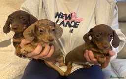 Miniature Dachshund dogs for sale: Miniature dachshund puppies  - Image 3