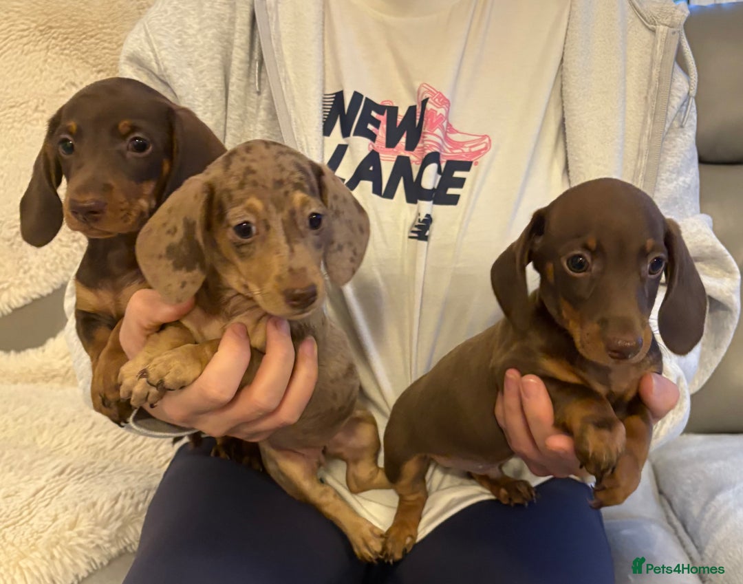 Miniature Dachshund dogs for sale: Miniature dachshund puppies  - Image 3