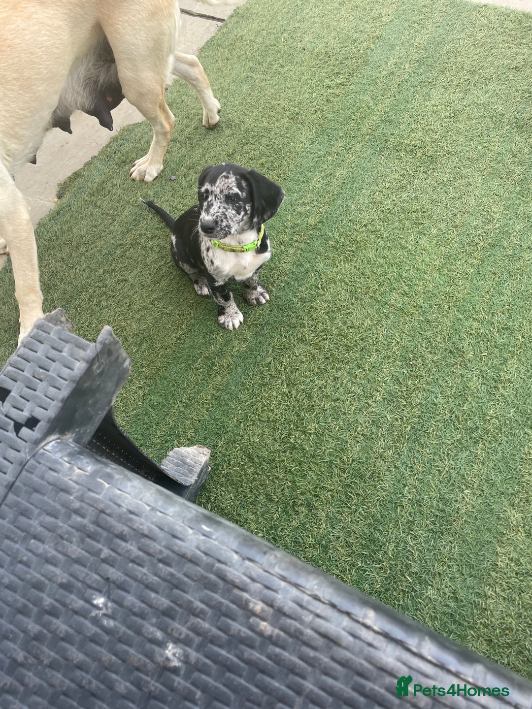 Cockerdor dogs for sale: Beautiful cockador puppys for sale  - Image 2