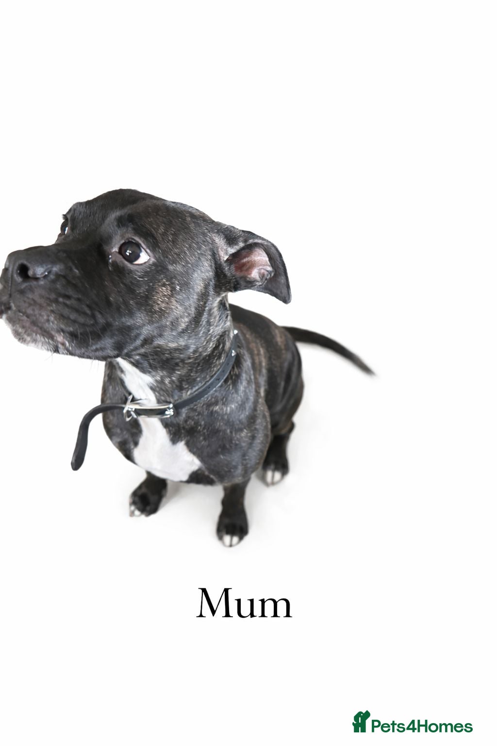 Mixed Breed dogs Staffyxjack Russell pups - Advert 3