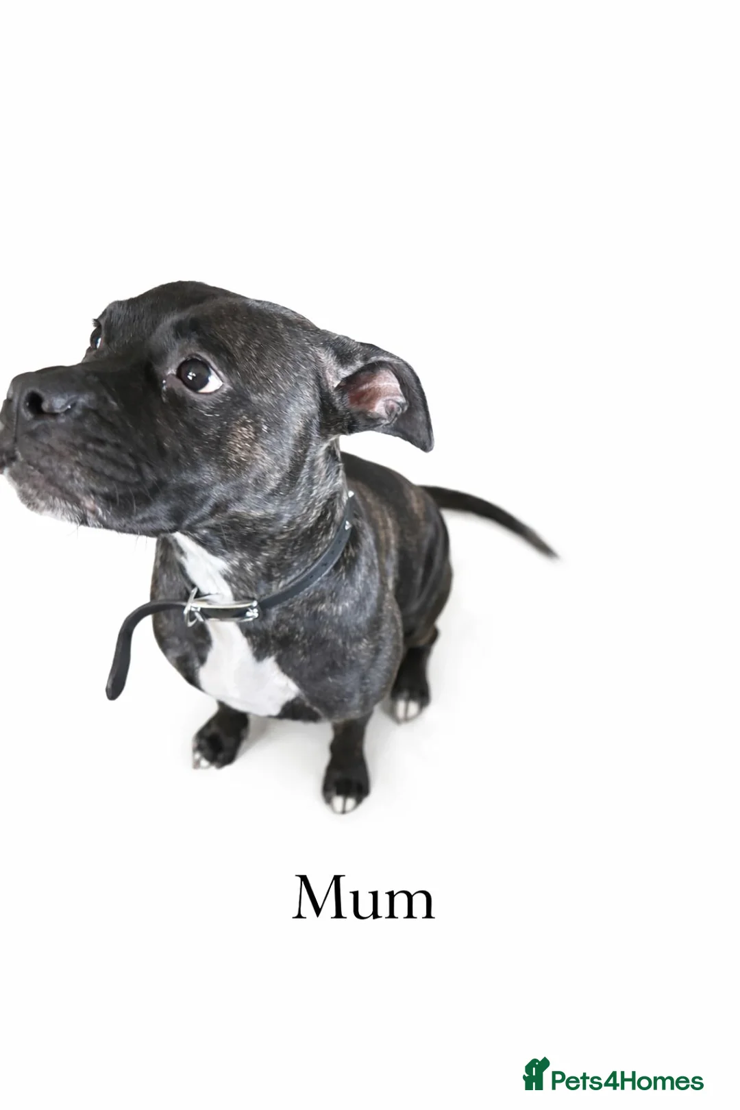 Mixed Breed dogs for sale: Staffyxjack Russell pups - Advert 1