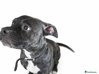 Mixed Breed dogs Staffyxjack Russell pups - Advert 2