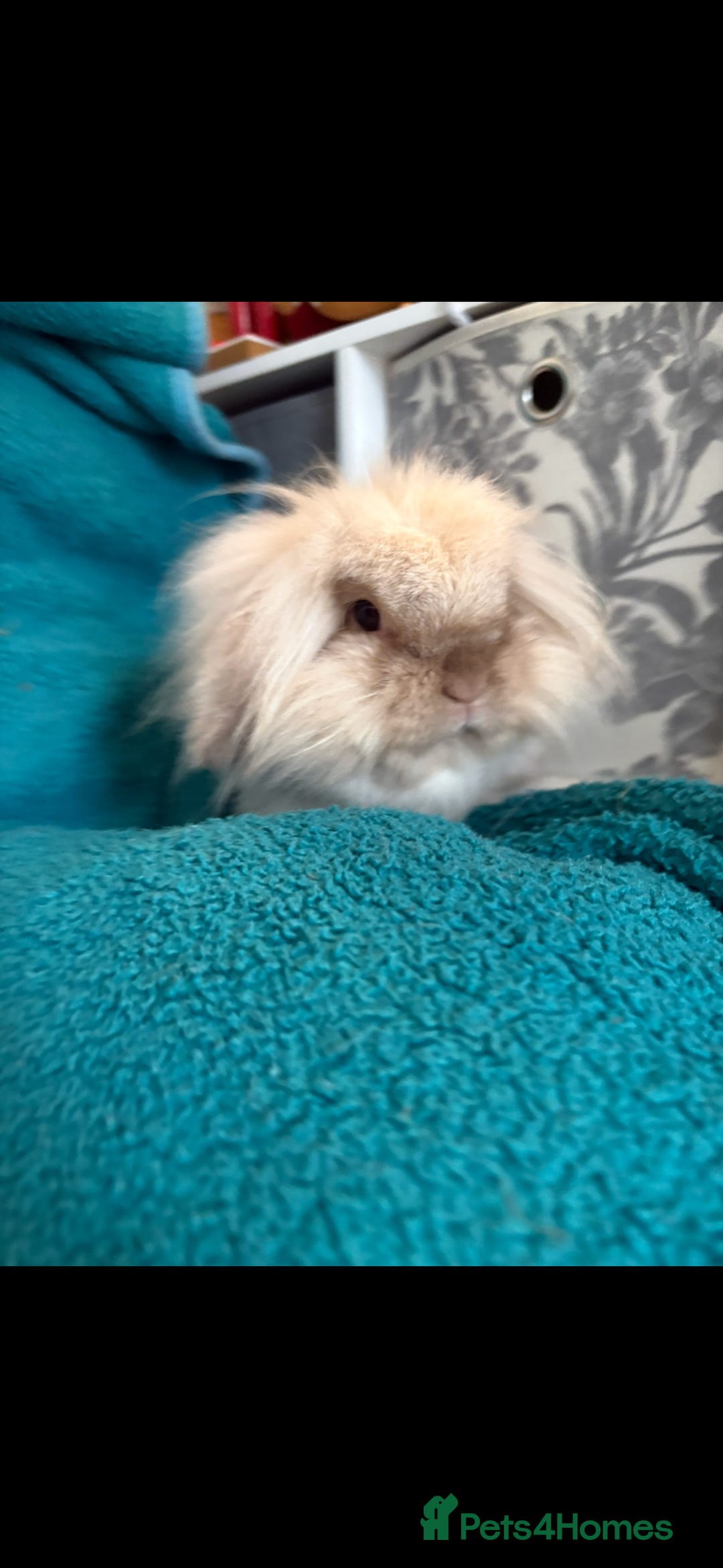 Mini Lion Lop rabbits for sale: Mini lion lop bunny rabbit  - Advert 1