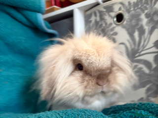 Mini Lion Lop rabbits Mini lion lop bunny rabbit - Advert 3
