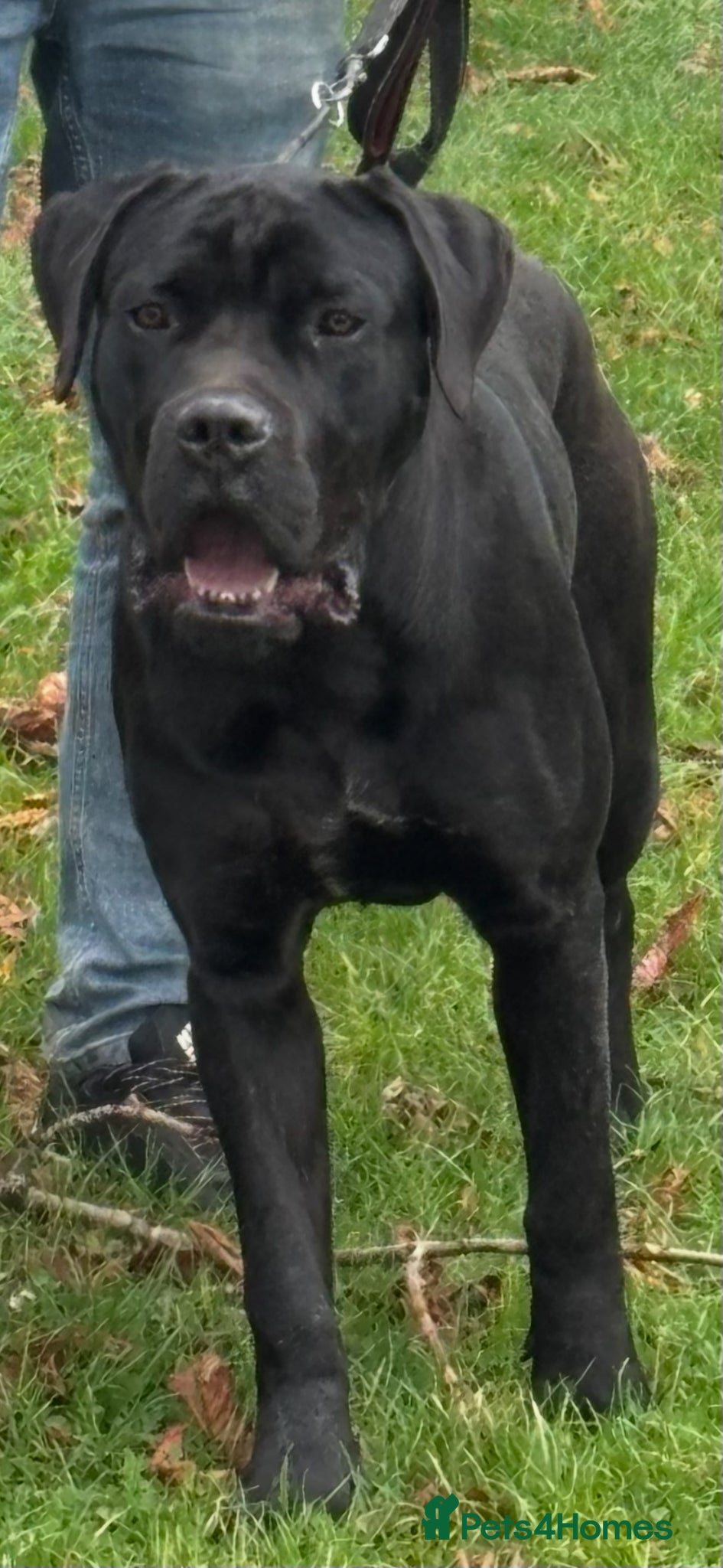 Cane Corso dogs Lo Raso Cane Corso - Advert 1