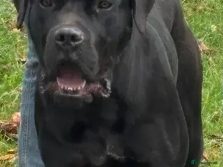 Cane Corso dogs Lo Raso Cane Corso - Advert 12