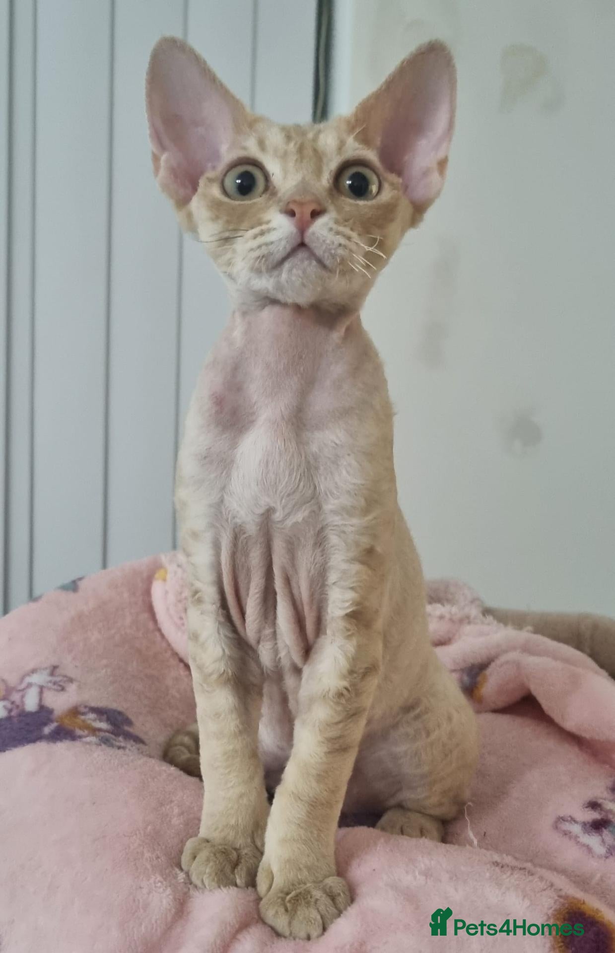 Devon Rex cats ❤️ Gorgeous Devon Rex Kittens ❤️ - Advert 18