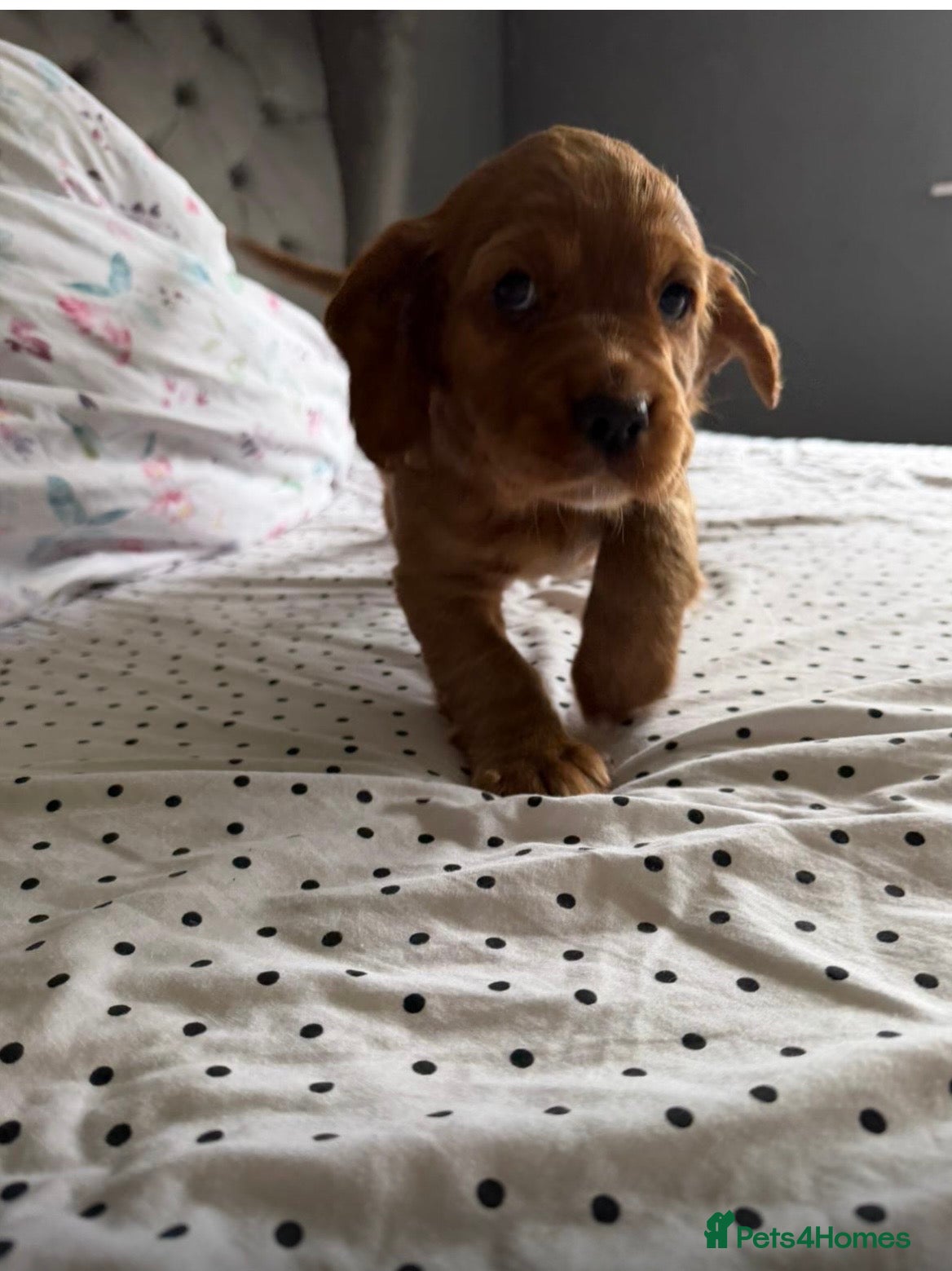 Cocker Spaniel dogs Adorable cocker Spaniel Puppy - Advert 5