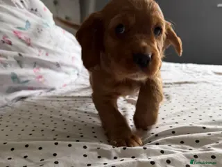 Cocker Spaniel dogs Adorable cocker Spaniel Puppy - Advert 5