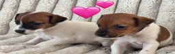 Jack Russell dogs for sale: Smooth coated tan and white jack russels  - Advert 7