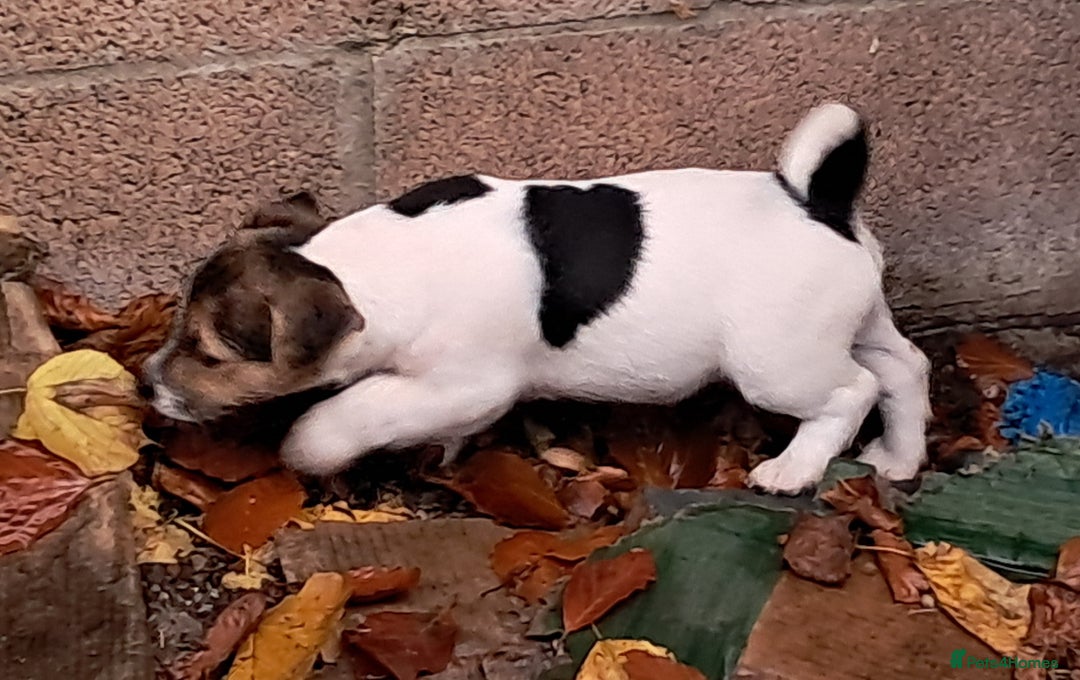 Jack Russell dogs for sale: KC Jack Russell pups, DNA Clear- LOA, SCA, PLL - Advert 23