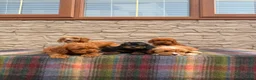 Cockapoo dogs for sale: F1 Cockapoos (council licensed)  in Stourport-on-Severn - Advert 9