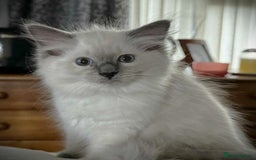 Ragdoll cats for sale: Great purebred ragdolls kittens up for sales - Image 2