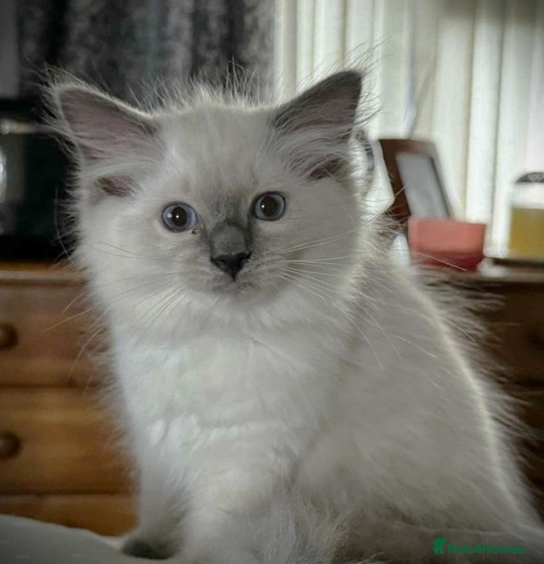 Ragdoll cats for sale: Great purebred ragdolls kittens up for sales - Image 2