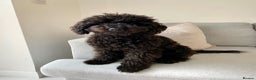 Miniature Poodle dogs for sale: Cute Miniature Poodle For Rehome - Advert 1
