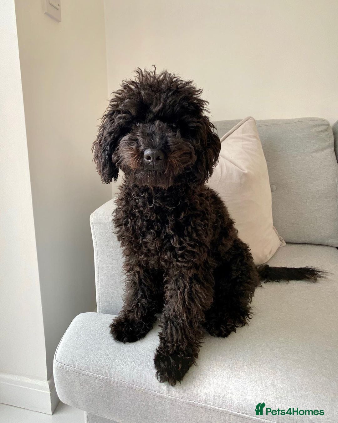 Miniature Poodle dogs for sale: Cute Miniature Poodle For Rehome - Advert 1