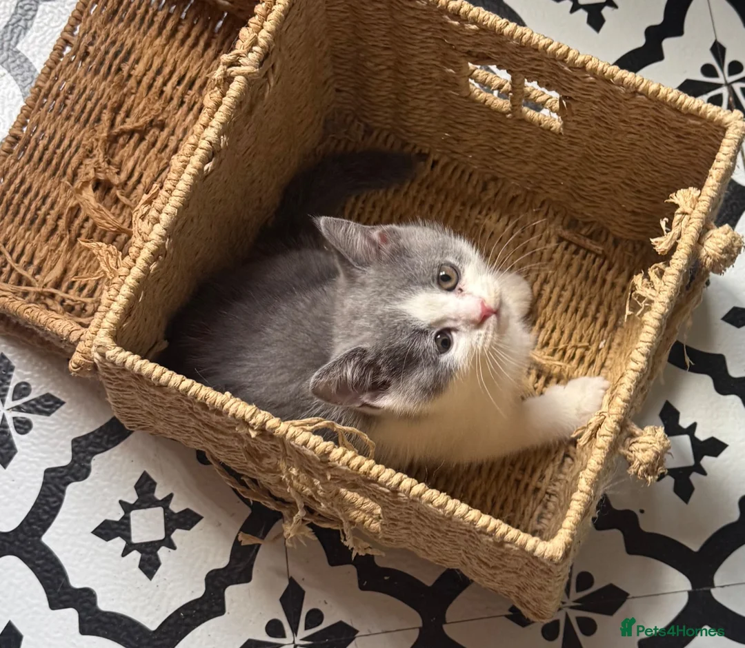 British Shorthair cats for sale: Summer sale🏆Champion British Shorthair kittens😻 - Advert 1
