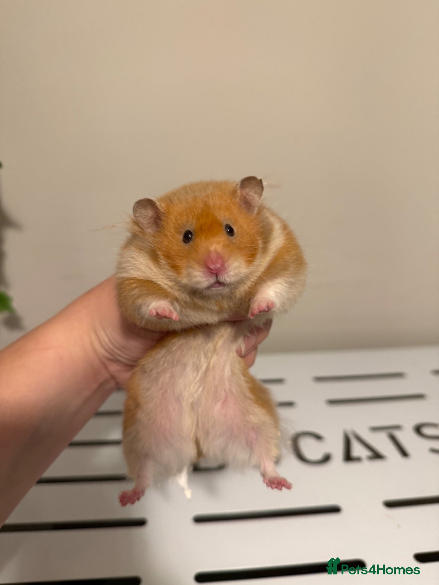 Hamster rodents Beautiful Tame Female Syrians  - Advert 8