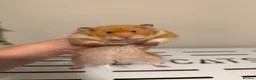 Hamster rodents for sale: Beautiful Tame Female Syrians  - Advert 3