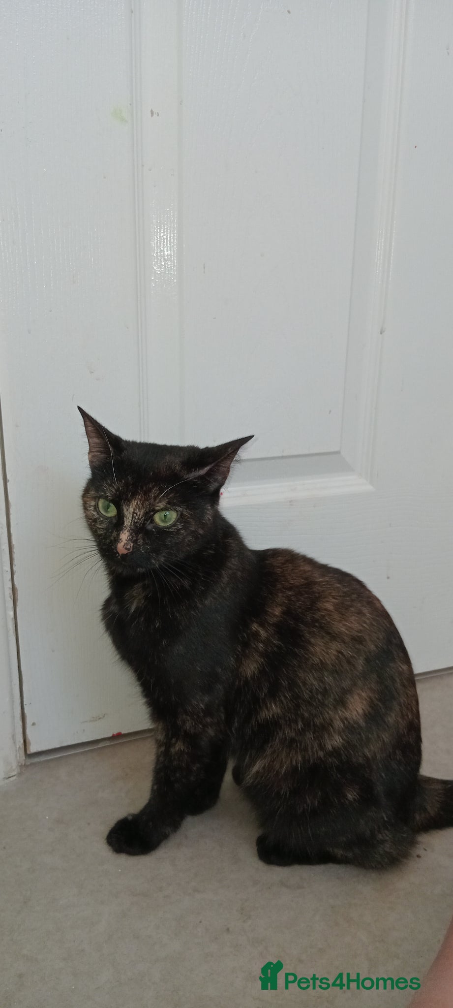 British Shorthair cats Tortieshell kittens  - Advert 10