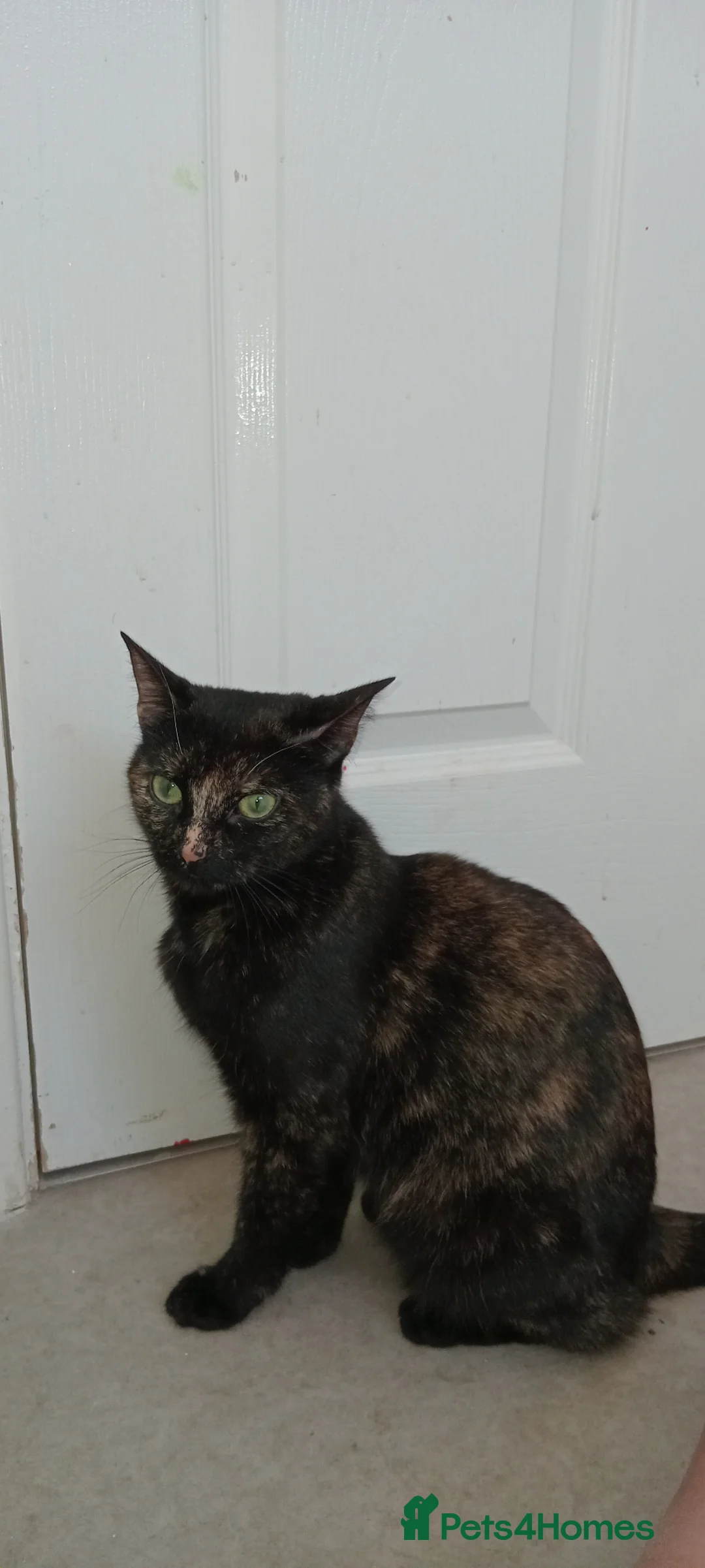 British Shorthair cats for sale: Tortieshell kittens  in Grimsby - Advert 1