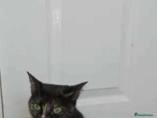 British Shorthair cats Tortieshell kittens - Advert 10