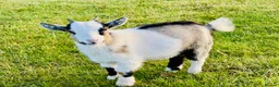 Goats livestock for sale: PYGMY GOATS - Females Only - Advert 4