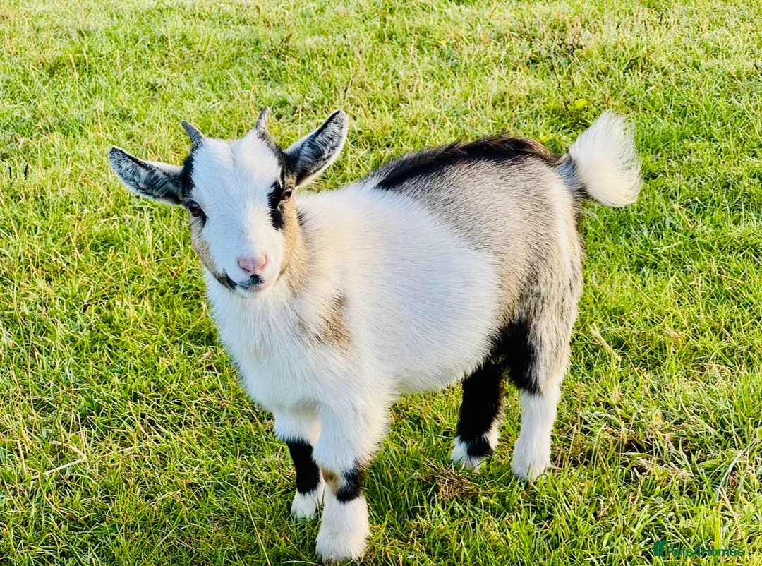 Goats livestock for sale: PYGMY GOATS - Females Only - Advert 4