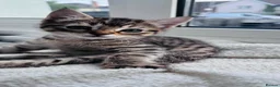 Mixed Breed cats for sale: 5 very pretty and beautiful kittnes - Advert 21