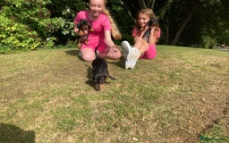 Dachshund dogs for sale: Miniature Sausage Dog Pups READY TO GO Dachshund  - Image 31