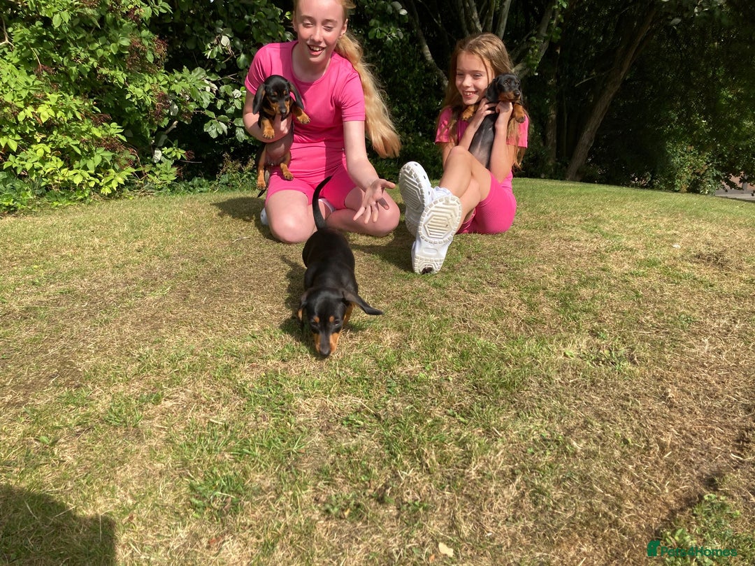 Dachshund dogs for sale: Miniature Sausage Dog Pups READY TO GO Dachshund  - Image 31