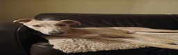 Lurcher dogs for sale: Mr Lewis Tidd - Advert 7