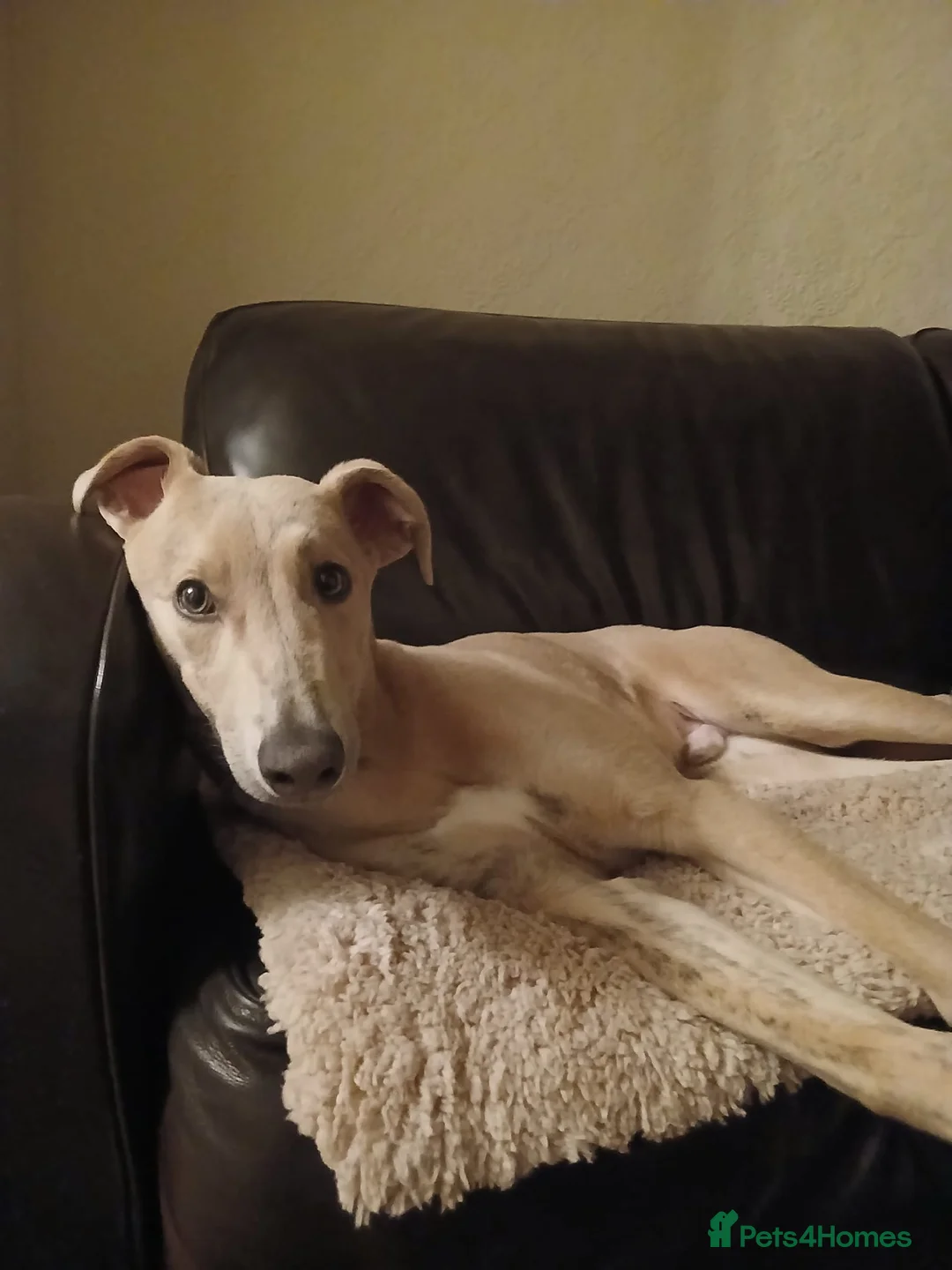 Lurcher dogs for sale: Mr Lewis Tidd - Advert 7