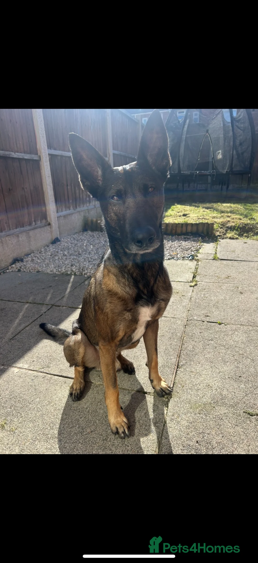 Belgian Shepherd Dog dogs for sale: Belgian malanois pups  - Advert 12