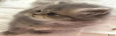 Bob