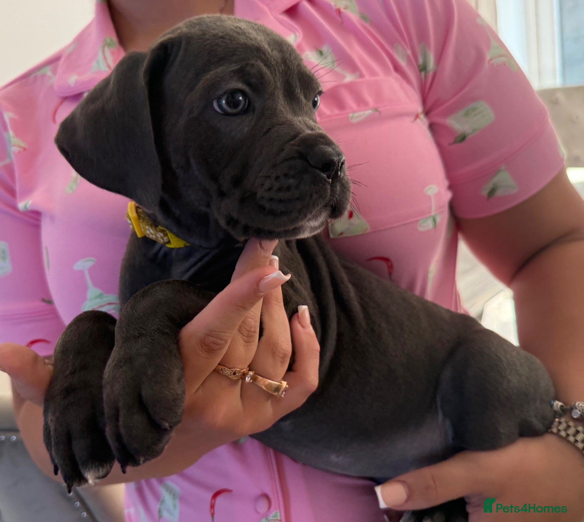 Cane Corso dogs Now ready to leave!🥰 - Advert 1