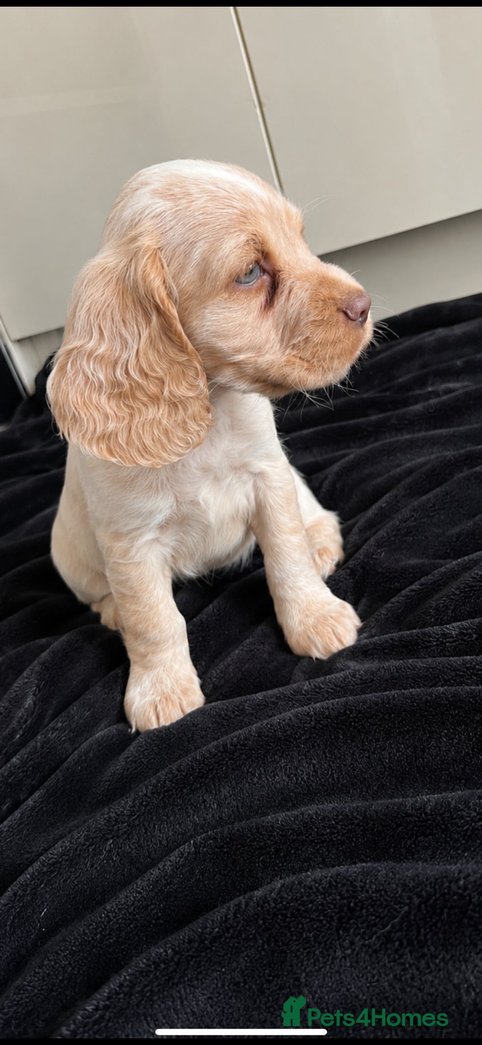 Cocker Spaniel dogs ( 2 girls left ) Show cockers! **READY TO LEAVE ** - Advert 2
