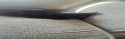 Bengal cats for sale: Cross bengal kittens £100 - Advert 1